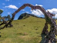 Baumstamm Bogen Durchblick - Fanal Hochebene